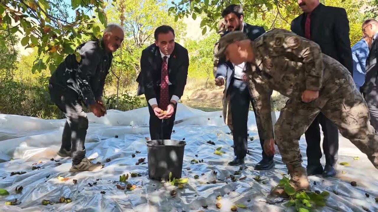 Bitlis’te ceviz hasadı bereketli başladı