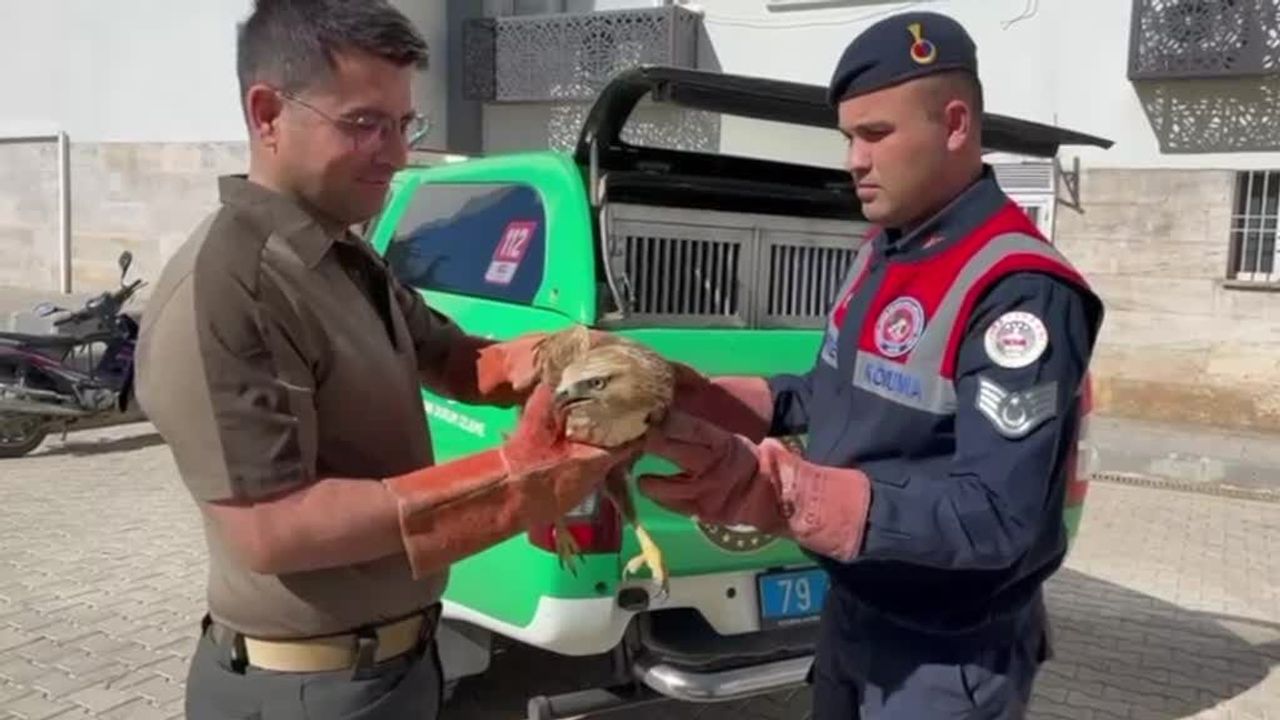Yaralı bulunan kızıl şahin koruma altına alındı