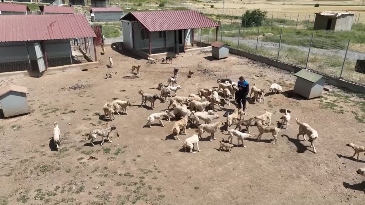 59 dönümlük alanda 1.984 köpek: 872’sinin işlemleri tamamlandı
