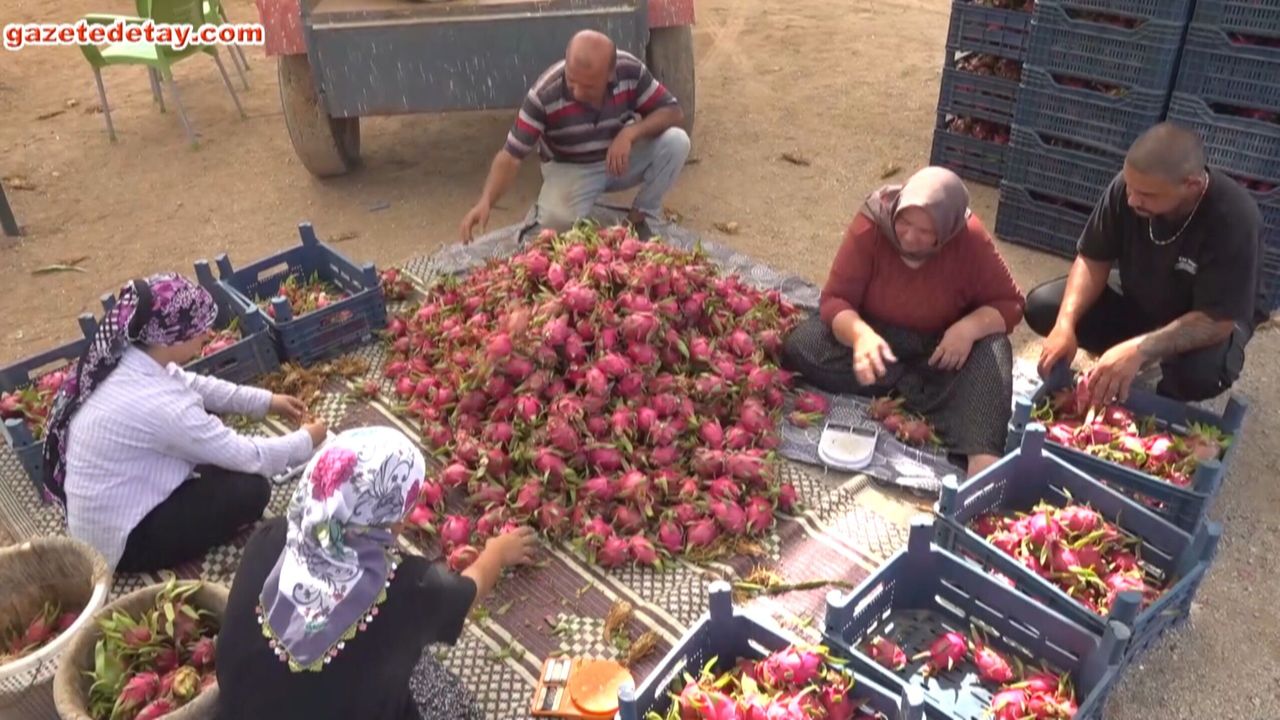 80 ton ejder meyvesi: Çiftçi kredisiyle kurduğu seradan ihracat yapıyor