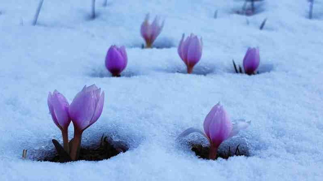 Bitlis'te kar altında çiğdem güzelliği