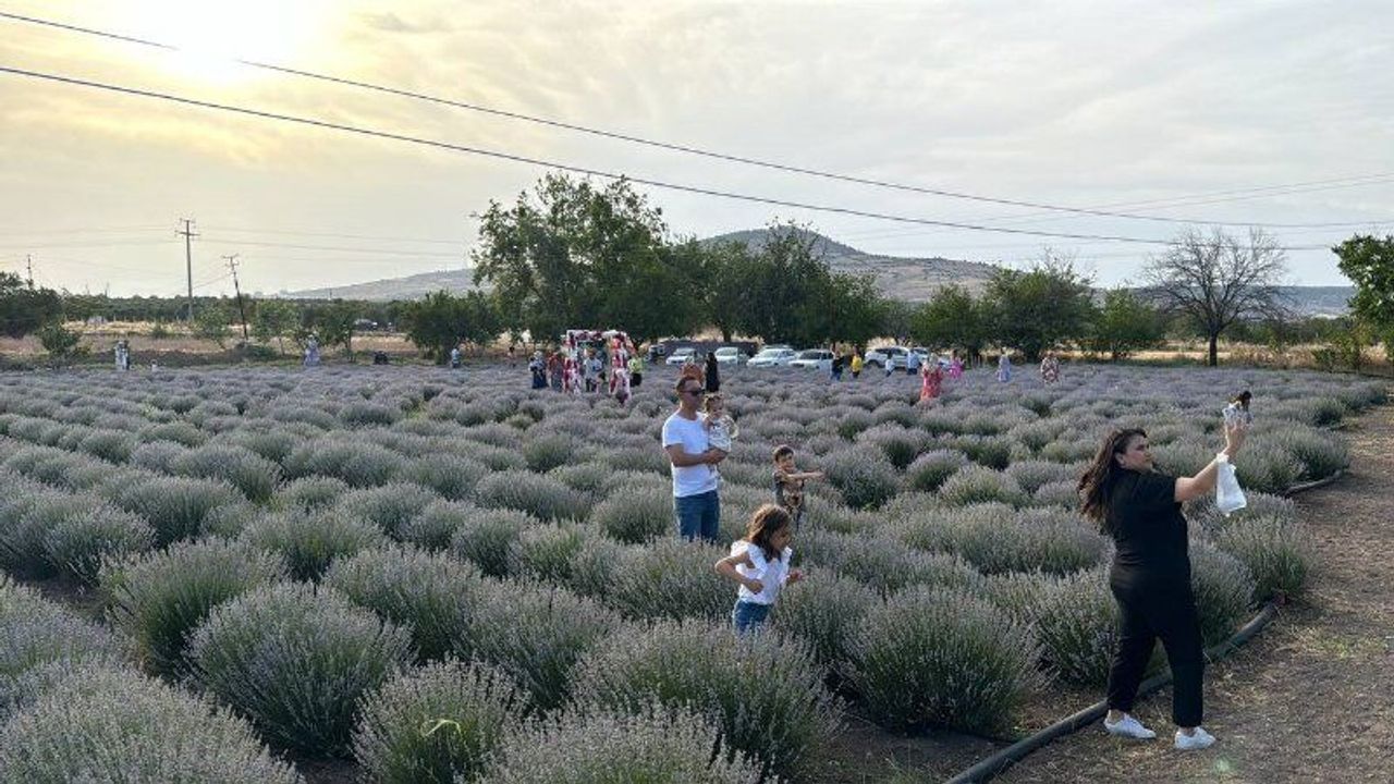 Kilis'te lavanta bahçesine yoğun ilgi