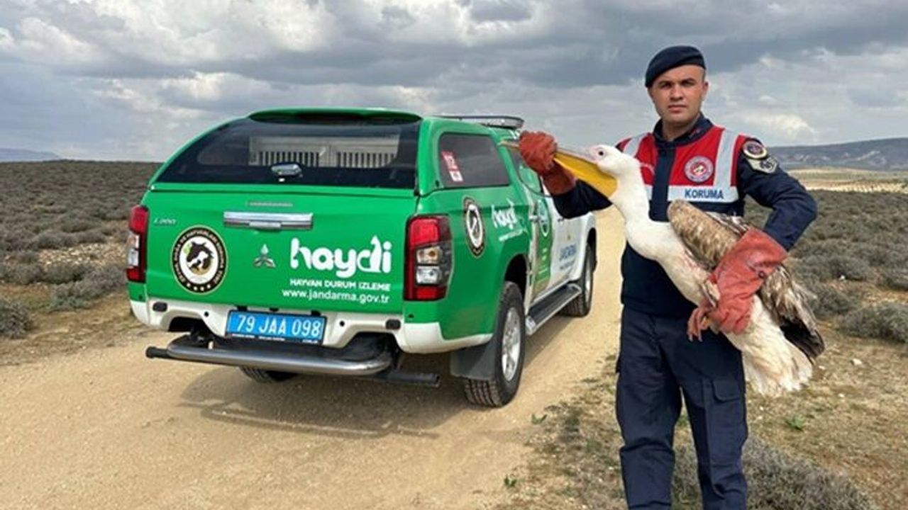 Kilis'te yaralı bulunan pelikan koruma altına alındı