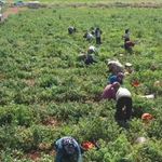 50 dönümden 600 dönüme çıktı, 300 kadına iş sağladı