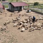 59 dönümlük alanda 1.984 köpek: 872’sinin işlemleri tamamlandı