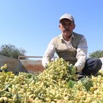 Boz Antep fıstığı hasadı başladı