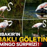 Diyarbakır’ın Kabaklı Göleti’nde Flamingo Sürprizi