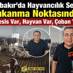 Diyarbakır'da Hayvancılık Sektörü Tıkanma Noktasında: Tesis Var, Hayvan Var, Çoban Yok