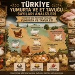 Türkiye’de Tavuk Sayılarında Dikkat Çeken Değişim: 2021’de Zirveyi Gördü