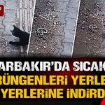 Diyarbakır'da Sıcaklar Sürüngenleri Yerleşim Yerlerine İndirdi