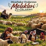 Diyarbakır Ovalarında Sessiz Rekor: Koyun Sayısı 2 Milyona Yaklaştı