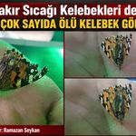 Diyarbakır Sıcağı Kelebekleri de Vurdu