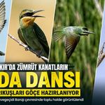 Diyarbakır’da zümrüt kanatların göç öncesi buluşması