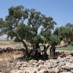 13 asırlık zeytin ağacı meyve vermeyi sürdürüyor