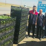 Cizre’de çiftçilere yüzde 75 hibeli sebze fidesi desteği