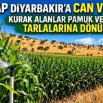 GAP Diyarbakır'a Can Verdi: Kurak Alanlar Pamuk ve Mısır Tarlalarına Dönüştü