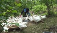 Şehirden köye döndüler, kaz çiftliğiyle üretime başladılar
