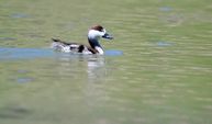 Kars’ta angut yavruları ilk yüzme dersinde görüntülendi