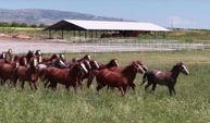 Şampiyon soyundan gelen elit taylar hipodromlara böyle hazırlanıyor