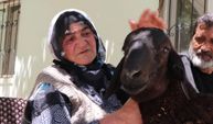 Sultan nine kaçan koçuna 20 gün sonra kavuştu: Kayıp kurbanlık 40 kilometre uzakta bulundu