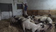 4 koyunla başladı, bugün 250 koyunu klimalı ahırda yaşıyor
