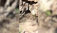 Fare, dağ engereğinin yuvasına girince olanlar oldu