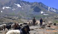 500 küçükbaşla 120 kilometre: 8 günlük yayla yolculuğu