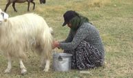 3 aylık yayla mesaisi bitti: Besiciler köylerine dönüyor