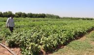 Tescilli buğdayda 800-900 kilo verim: Standart çeşitlerde yaklaşık 600 kilo