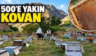 1976'da geldiği Hakkari'de yaklaşık 500 kovanla bal üretiyor