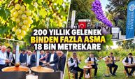 200 yıllık ağaçların altında bağbozumu: Üzümler pekmeze dönüştü