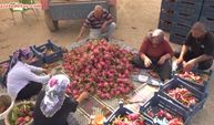 80 ton ejder meyvesi: Çiftçi kredisiyle kurduğu seradan ihracat yapıyor