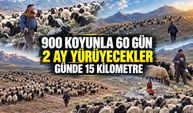 900 koyunla yola çıktılar: Batman'a ulaşmaları 60 gün sürecek