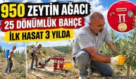 Gazinin tarım tutkusu 950 zeytin ağacına dönüştü