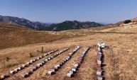 Tunceli yaylalarında Munzur Balı hasadı: 10 gün süren zorlu mesai