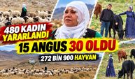 100 Koyunla Başladı, 200'e Çıkardı: Hatun Elyiğit'in Üretim Hikâyesi