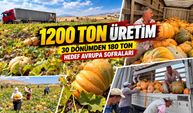 1200 tonluk üretim: Yarımca köyünde bal kabağı geçim kaynağı oldu