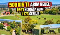 1973'ten beri hizmet veriyor: 715 dönümde İngiliz atları yetiştiriliyor