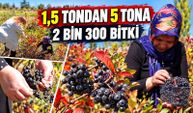 20 dönüm araziye 2 bin 300 fide dikti: Kadın girişimcinin üretim hikâyesi