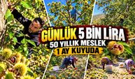 20 metre yüksekte kestane hasadı: Sırıkçıların tehlikeli mesaisi