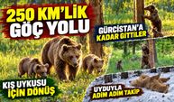 250 kilometrelik yolculuk: Bozayılar kış uykusu için geri dönüyor