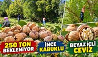Dağ cevizinde hasat sürüyor: Ürünler bahçelerden iç pazara sunuluyor