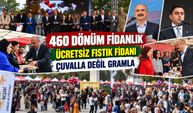Fıstık üretiminde dikkat çeken oran: Dikilenlerin yüzde 20'si ürün veriyor