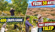 Geçen yıl ürün alınamadı, bu yıl 2 bin 500 tona kadar ceviz bekleniyor