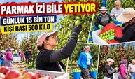 Gün doğmadan yola çıkıyorlar: Elmaları tek tek özenle topluyorlar