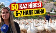 Şehir hayatını bıraktılar, birkaç kazla başladıkları çiftliği 600 kaza çıkardılar