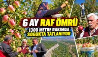 Türkiye'de sadece Kağızman'da yetişiyor, Uzun elmada hasat zamanı