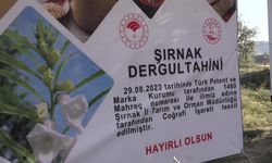 Tarihi su değirmenlerinde öğütülen Dergul tahini bölgeye değer katıyor