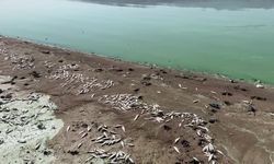 Sır Barajı'ndaki balık ölümleri araştırılıyor
