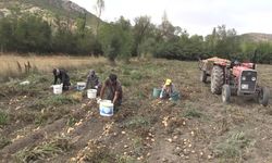 Tokat'ta tarlalarda patates hasadı